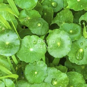 Meet your Posher, Conny